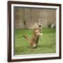 Ginger Kitten on Grass Swiping at a Soap Bubble-Mark Taylor-Framed Photographic Print