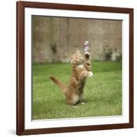 Ginger Kitten on Grass Swiping at a Soap Bubble-Mark Taylor-Framed Photographic Print