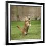 Ginger Kitten on Grass Swiping at a Soap Bubble-Mark Taylor-Framed Photographic Print