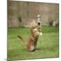 Ginger Kitten on Grass Swiping at a Soap Bubble-Mark Taylor-Mounted Photographic Print