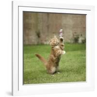 Ginger Kitten on Grass Swiping at a Soap Bubble-Mark Taylor-Framed Photographic Print