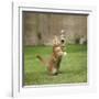 Ginger Kitten on Grass Swiping at a Soap Bubble-Mark Taylor-Framed Photographic Print