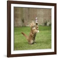 Ginger Kitten on Grass Swiping at a Soap Bubble-Mark Taylor-Framed Photographic Print