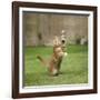 Ginger Kitten on Grass Swiping at a Soap Bubble-Mark Taylor-Framed Photographic Print