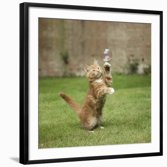 Ginger Kitten on Grass Swiping at a Soap Bubble-Mark Taylor-Framed Photographic Print