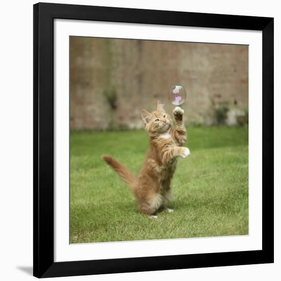 Ginger Kitten on Grass Swiping at a Soap Bubble-Mark Taylor-Framed Photographic Print