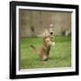 Ginger Kitten on Grass Swiping at a Soap Bubble-Mark Taylor-Framed Photographic Print