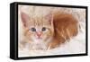 Ginger Kitten on Rug-null-Framed Stretched Canvas