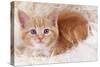 Ginger Kitten on Rug-null-Stretched Canvas