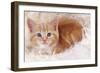 Ginger Kitten on Rug-null-Framed Photographic Print