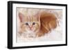 Ginger Kitten on Rug-null-Framed Photographic Print