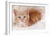 Ginger Kitten on Rug-null-Framed Photographic Print