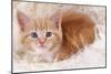 Ginger Kitten on Rug-null-Mounted Photographic Print