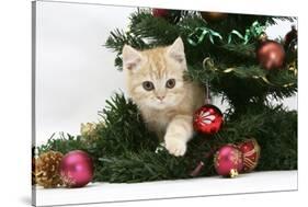 Ginger Kitten Playing with Decorations in a Christmas Tree-Mark Taylor-Stretched Canvas