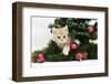 Ginger Kitten Playing with Decorations in a Christmas Tree-Mark Taylor-Framed Photographic Print