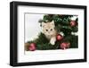 Ginger Kitten Playing with Decorations in a Christmas Tree-Mark Taylor-Framed Photographic Print
