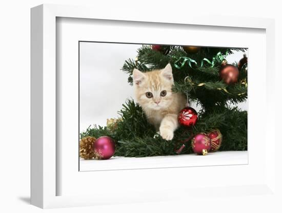 Ginger Kitten Playing with Decorations in a Christmas Tree-Mark Taylor-Framed Photographic Print