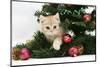 Ginger Kitten Playing with Decorations in a Christmas Tree-Mark Taylor-Mounted Photographic Print