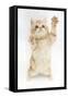 Ginger Kitten Reaching Up-Mark Taylor-Framed Stretched Canvas