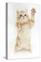 Ginger Kitten Reaching Up-Mark Taylor-Stretched Canvas