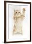 Ginger Kitten Reaching Up-Mark Taylor-Framed Photographic Print