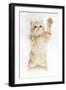 Ginger Kitten Reaching Up-Mark Taylor-Framed Photographic Print