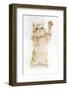 Ginger Kitten Reaching Up-Mark Taylor-Framed Photographic Print