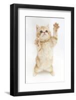 Ginger Kitten Reaching Up-Mark Taylor-Framed Photographic Print