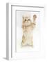 Ginger Kitten Reaching Up-Mark Taylor-Framed Photographic Print