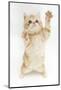 Ginger Kitten Reaching Up-Mark Taylor-Mounted Photographic Print