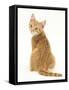 Ginger Kitten, Rear View Looking over His Shoulder-Mark Taylor-Framed Stretched Canvas