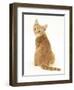 Ginger Kitten, Rear View Looking over His Shoulder-Mark Taylor-Framed Premium Photographic Print