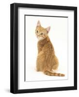 Ginger Kitten, Rear View Looking over His Shoulder-Mark Taylor-Framed Premium Photographic Print