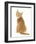 Ginger Kitten, Rear View Looking over His Shoulder-Mark Taylor-Framed Premium Photographic Print