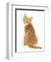 Ginger Kitten, Rear View Looking over His Shoulder-Mark Taylor-Framed Premium Photographic Print