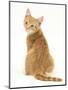 Ginger Kitten, Rear View Looking over His Shoulder-Mark Taylor-Mounted Premium Photographic Print