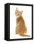 Ginger Kitten, Rear View Looking over His Shoulder-Mark Taylor-Framed Stretched Canvas