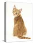Ginger Kitten, Rear View Looking over His Shoulder-Mark Taylor-Stretched Canvas