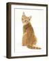 Ginger Kitten, Rear View Looking over His Shoulder-Mark Taylor-Framed Photographic Print