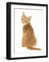 Ginger Kitten, Rear View Looking over His Shoulder-Mark Taylor-Framed Photographic Print