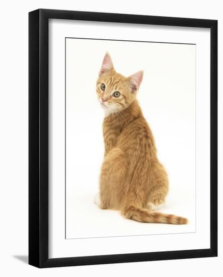 Ginger Kitten, Rear View Looking over His Shoulder-Mark Taylor-Framed Photographic Print