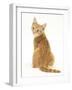 Ginger Kitten, Rear View Looking over His Shoulder-Mark Taylor-Framed Photographic Print