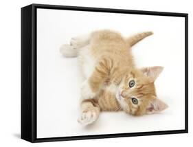 Ginger Kitten Rolling on His Back-Mark Taylor-Framed Stretched Canvas