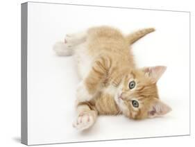 Ginger Kitten Rolling on His Back-Mark Taylor-Stretched Canvas