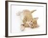 Ginger Kitten Rolling on His Back-Mark Taylor-Framed Photographic Print