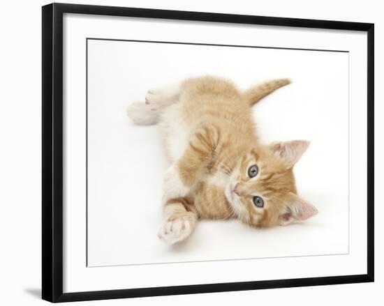 Ginger Kitten Rolling on His Back-Mark Taylor-Framed Photographic Print