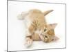 Ginger Kitten Rolling on His Back-Mark Taylor-Mounted Photographic Print