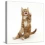 Ginger Kitten Sitting Back after Leaping-Mark Taylor-Stretched Canvas