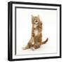 Ginger Kitten Sitting Back after Leaping-Mark Taylor-Framed Photographic Print