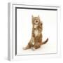 Ginger Kitten Sitting Back after Leaping-Mark Taylor-Framed Photographic Print